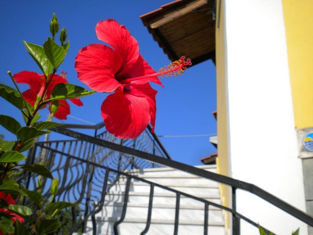 Ostria's House